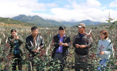 Sản xuất, kinh doanh hoa hồng ở huyện vùng cao Mù Cang Chải. (Ảnh: T.L)