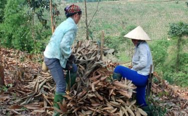 Người dân xã Động Quan thu lá quế làm nguyên liệu nấu tinh dầu. Ảnh M.Q