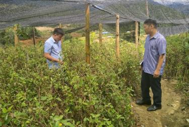 Đơn vị đầu tư kiểm tra vườn ươm sơn tra ghép từ đề tài khoa học.