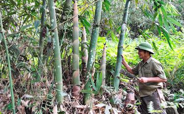 Ông Hà Văn Liêm, thôn Đồng Cát, xã Kiên Thành là hộ có thu nhập cao từ trồng tre măng Bát độ.