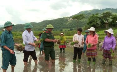 Trung tá Giàng A Ly hướng dẫn người dân cách thâm canh cây lúa.