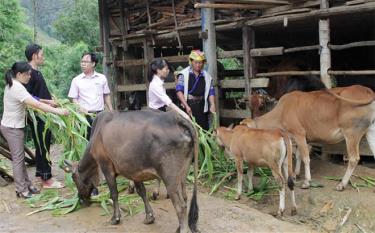 Cán bộ NHCSXH huyện Mù Cang Chải kiểm tra mô hình vay vốn mua trâu, bò tại bản Dế Xu Phình, xã Dế Xu Phình.