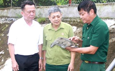 Cựu chiến binh Trần Đăng Dung (bên phải) chia sẻ kinh nghiệm, kỹ thuật nuôi ba ba thương phẩm với lãnh đạo xã Đại Lịch và cán bộ Hội Cựu chiến binh tỉnh.