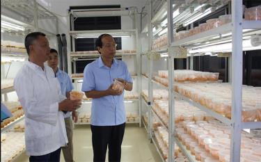 Đồng chí Vũ Xuân Hợi - Giám đốc Sở Khoa học và Công nghệ kiểm tra tiến độ thực hiện nhiệm vụ khoa học “Ứng dụng tiến bộ kỹ thuật sản xuất nấm ĐTHT Cordyceps militaris trên giá thể nhộng tằm”.