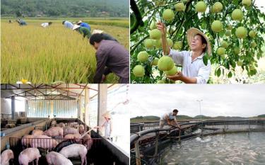 Chương trình hành động 117 của Tỉnh ủy đặt mục tiêu cụ thể đến năm 2030, tốc độ tăng trưởng nông, lâm nghiệp, thủy sản phấn đấu đạt bình quân khoảng 5%/năm. (Ảnh: Nhà báo & Công luận)