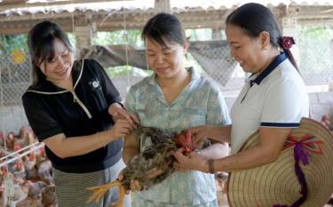 Từ chăn nuôi gà, gia đình Nông Thị Nhiệm, thôn Trạng, xã Tân Lĩnh (người đứng giữa) đã được công nhận thoát nghèo. Đến nay, gia đình chị còn vươn lên trở thành hộ khá của xã.