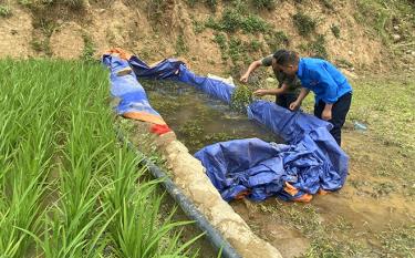 Anh Giàng A Chang ở xã Khao Mang, huyện Mù Cang Chải kiểm tra cá giống trước khi thả xen lúa.