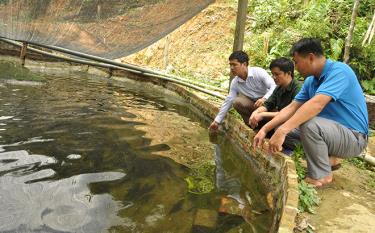 Mô hình nuôi cá tầm thương phẩm cho thu nhập cao của người dân thôn Bản Tát.