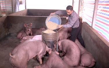 Mô hình chăn nuôi lợn của gia đình anh Nguyễn Văn Tuấn ở thôn Toàn An, xã Đông An.