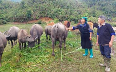 Mô hình chăn nuôi trâu, bò của ông Chang Trở Già, xã Dế Xu Phình là điển hình tiên tiến; gương người tốt việc tốt trong học tập và làm theo Bác ở xã Dế Xu Phình.