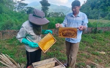 Nghề nuôi ong lấy mật của các thành viên Hợp tác xã Lũng Lô, xã Thượng Bằng La, huyện Văn Chấn mang lại thu nhập ổn định.