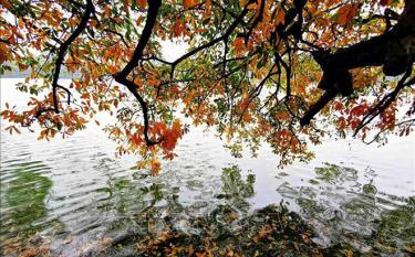 Vẻ đẹp mùa thay lá trên hồ Gươm. Ảnh tư liệu