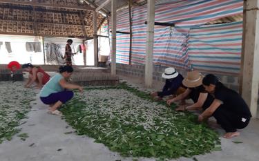 Hội viên nông dân huyện Trấn Yên phát triển mô hình nuôi tằm cho thu nhập cao.