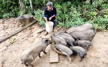 Nhờ được tiếp cận với nguồn vốn vay ưu đãi nên nhiều hộ dân đã mạnh dạn đầu tư chăn nuôi lợn, góp phần xóa đói giảm nghèo/