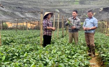 Ông Đoàn Xuân Quý (đứng giữa) trao đổi với người dân về kỹ thuật ươm cây giống và phát triển kinh tế rừng.