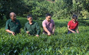 Mô hình sản xuất chè theo quy trình tiêu chuẩn VietGAP của ông Phạm Đức Hồng, thôn Phúc Hòa.