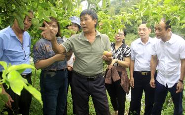 Ông Đào Văn Minh (thứ 3, trái sang) chia sẻ việc phát triển cây chanh leo với lãnh đạo thị trấn Yên Bình, huyện Yên Bình.