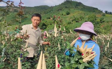 Thanh niên Sùng A Giàng ở xã Nậm Khắt bước đầu thành công với mô hình trồng hoa hồng.