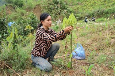 Chị Bàn Thị Khách chăm sóc từng cây quế.