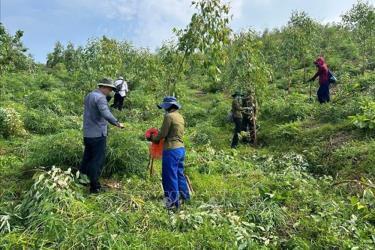 Công nhân Công ty TNHH Lâm nghiệp Sơn Dương (Tuyên Quang) và các hộ dân dựng lại cây keo và bạch đàn bị đổ sau bão lũ. Ảnh minh họa