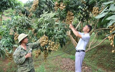 Ông Phạm Văn Minh (bên trái) giới thiệu vườn nhãn ra quả muộn của gia đình.