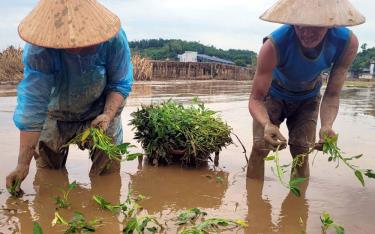 Nông dân xã Tuy Lộc, thành phố Yên Bái cấy lại rau muống trên diện tích vừa bị ngập lũ.