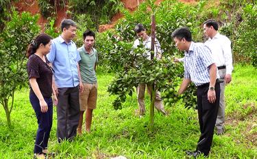 Tran Yen district grows orchards with high economic value.