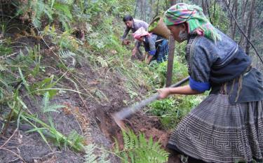 Mong people in Mu Cang Chai district plant and take care of forests.
