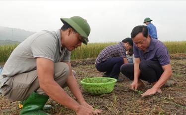Nông dân xã Tân Lĩnh, huyện Lục Yên trồng ngô đông trên đất 2 vụ lúa.
