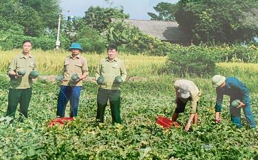 Hội viên cựu chiến binh xã Thanh Lương trồng dưa hấu cho thu nhập gần 300 triệu đồng/ha/năm.