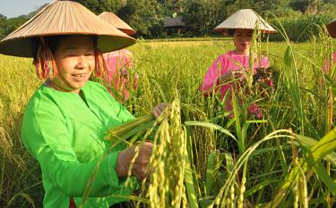 Người dân thôn Nà Lóng lựa chọn lúa nếp Lào Mu làm cốm.
