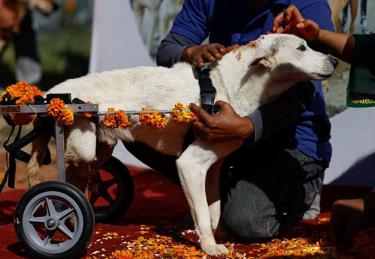 Một con chó tàn tật được tôn vinh trong ngày lễ Kukur Tihar ở Lalitpur, Nepal, hôm 24/10.