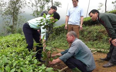 Nhân dân xã Gia Hội, huyện Văn Chấn đưa cây mắc ca vào trồng thử nghiệm.