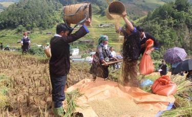 Các đội tham gia phần thi gặt lúa nhanh
