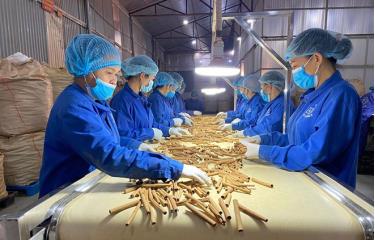 Sơ chế quế xuất khẩu tại Công ty cổ phần Sản xuất và Xuất khẩu quế hồi Việt Nam (huyện Gia Lâm).