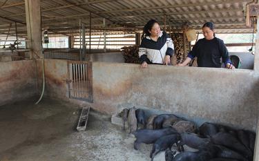 Cán bộ nông nghiệp xã Lao Chải trao đổi kỹ thuật chăn nuôi lợn đen với chị Sàng Thị Sua - vợ anh Giàng A Cheo.