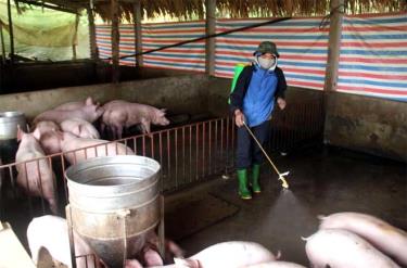 Phun thuốc tiêu độc khử trùng khu vực chăn nuôi lợn