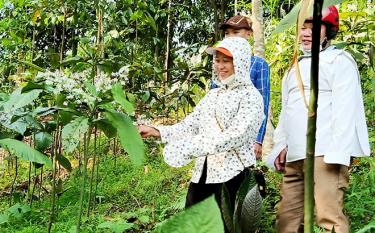 Bà Lương Vân Hường - Chủ tịch Hội Nông dân huyện Lục Yên kiểm tra hiệu quả Dự án trồng cây dược liệu khôi nhung tại xã Lâm Thượng.