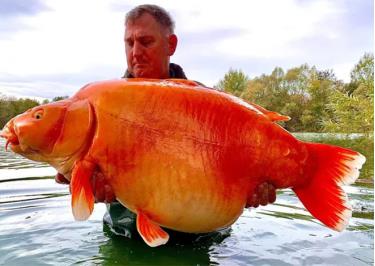 Phải mất 25 phút ông Andy Hackett mới đánh bại được con cá vàng nặng gần 32 kg.