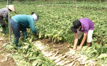 Các thành viên HTX Sản xuất kinh doanh dịch vụ nông, lâm nghiệp Lâm Giang (Văn Yên) thu hoạch củ cải trắng.