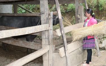 Nhân dân xã Khao Mang chủ động dự trữ rơm làm thức ăn và chuồng nuôi nhốt gia súc đảm bảo an toàn trong mùa đông.