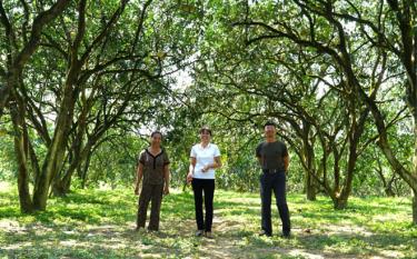 Grapefruit orchards in Kha Linh village, Dai Minh commune ready to welcome tourists.
