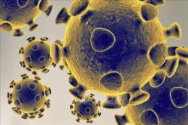 Hình ảnh do Cơ quan dược phẩm và thực phẩm Mỹ cung cấp về virus SARS-CoV-2 gây dịch viêm đường hô hấp cấp COVID-19. Ảnh minh họa