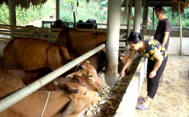 Mô hình chăn nuôi bò xã Yên Thành góp phần nâng cao thu nhập cho người dân
