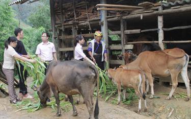 Cán bộ NHCSXH huyện Mù Cang Chải kiểm tra mô hình vay vốn mua trâu, bò tại xã Dế Xu Phình.
