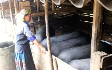 Nhờ nguồn vốn vay nhiều hội viên nông dân huyện Mù Cang Chải đã đầu tư đàn vật nuôi, phát triển kinh tế, giảm nghèo.