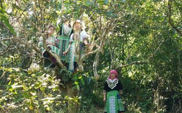 Khe Loong 1 village is home to between 150 to 200 ancient Shan Tuyet tea trees.