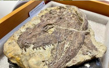 Chiếc đầu lâu quái thú được khai quật ở Iowa - Ảnh: BẢO TÀNG FIELD