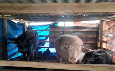 Nhiệt độ xuống thấp, người dân ở Khao Mang đã đưa gia súc về chăn nuôi tại nhà.