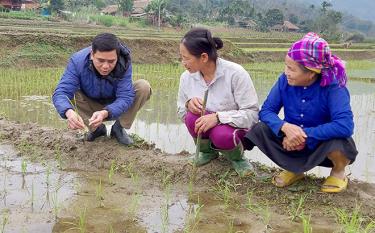 Cán bộ khuyến nông viên cơ sở hướng dẫn kỹ thuật chăm sóc lúa cho
người dân thôn Hin Lạn, xã Lâm Thượng, huyện Lục Yên.